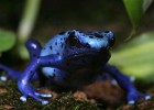 Dendrobates azureus 